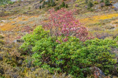 Doğu Tibet 'in doğası, Sichuan, Çin