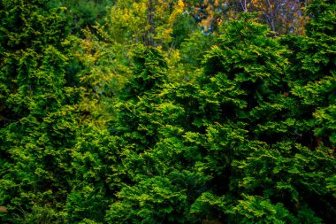 Lijiang ilinin doğal manzarası, Yunnan, Çin