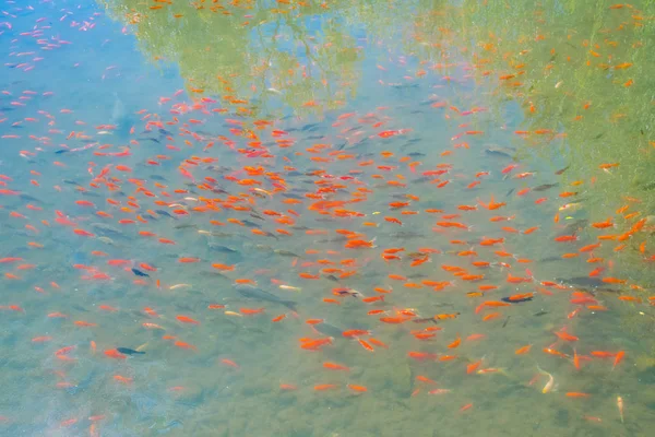 Festői Kilátás Lijiang Prefektúra Természet Yunnan Kína — Stock Fotó