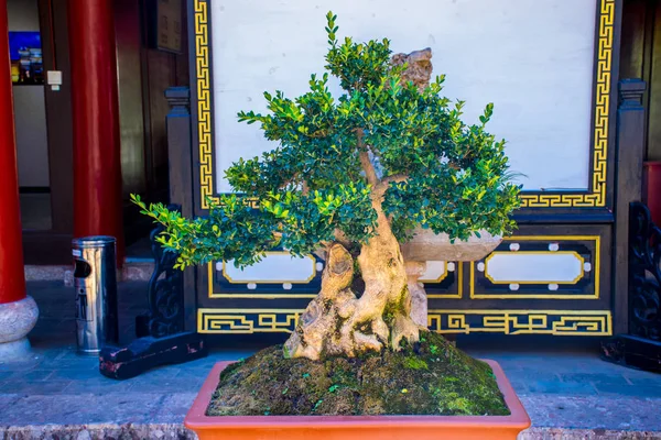 Primer Plano Las Plantas Tradicionales Prefectura Lijiang Yunnan China —  Fotos de Stock