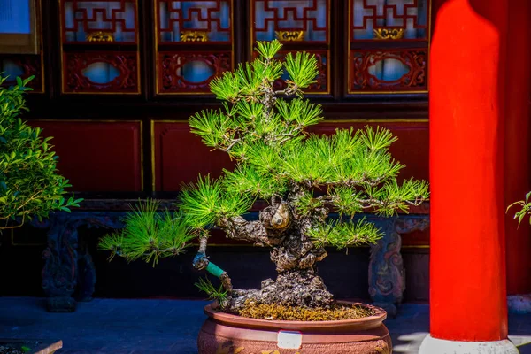 Primer Plano Las Plantas Tradicionales Prefectura Lijiang Yunnan China —  Fotos de Stock