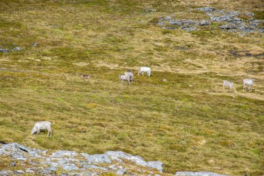 Nordkapp 'ın gündüz manzarası, Finnmark, Norveç 