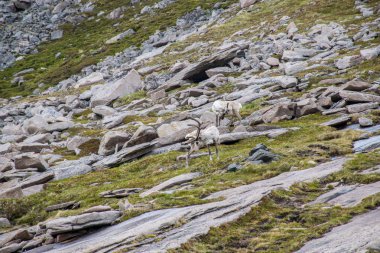 Nordcap, Finnmark, Norveç manzarası