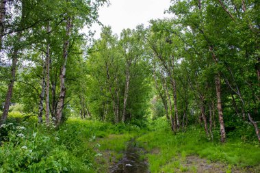 Halti bölgesi manzaralı, Finnmark, Norveç