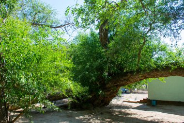 Altyn Emel Milli Parkı, Almaty Bölgesi, Kazakistan 