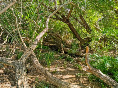 Altyn Emel Milli Parkı, Almaty Bölgesi, Kazakistan 