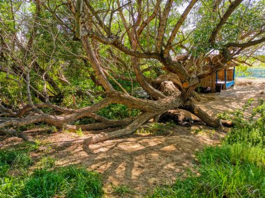 Altyn Emel Milli Parkı, Almaty Bölgesi, Kazakistan 