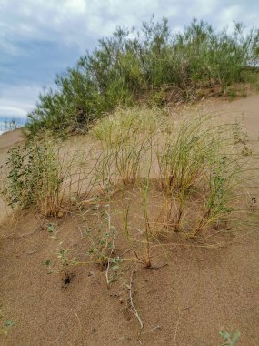 Altyn Emel Milli Parkı, Almaty Bölgesi, Kazakistan 