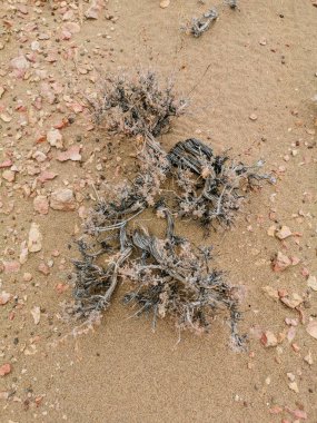 Altyn Emel Milli Parkı, Almaty Bölgesi, Kazakistan 