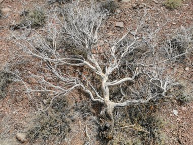 Altyn Emel Milli Parkı, Almaty Bölgesi, Kazakistan 