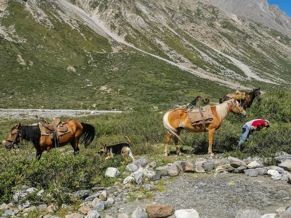 Voyager Mur Marbre Pic Tian Shan Kazakhstan — Photo