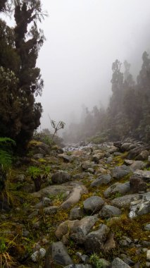 Ruwenzori bölgesinin manzarası, Uganda 