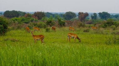 Gündüz vakti Ruwenzori 'den gelen Uganda 