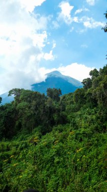 Ruwenzori bölgesinin manzarası, Uganda 
