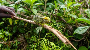 Ağaçta bukalemun, gündüzleri Ruwenzori 'den geçiyor, Uganda 