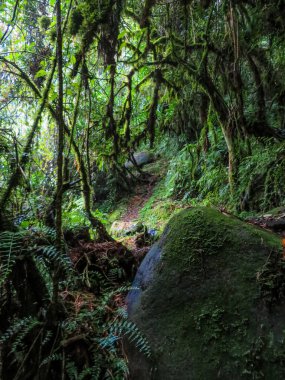 Ruwenzori bölgesinin manzarası, Uganda 