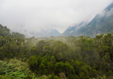 Ruwenzori bölgesinin manzarası, Uganda 