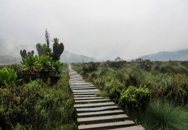 Ruwenzori bölgesinin manzarası, Uganda 