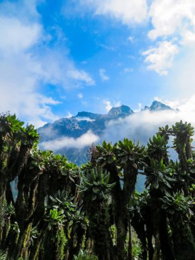 Ruwenzori bölgesinin manzarası, Uganda 