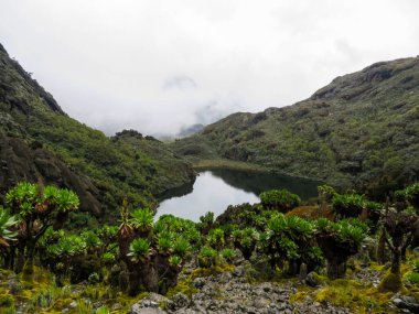 Ruwenzori bölgesinin manzarası, Uganda 