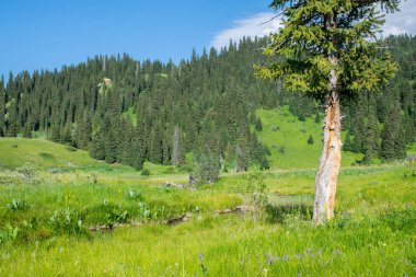 Karkara bölgesinin manzarası, Tian Shan, Kazakistan