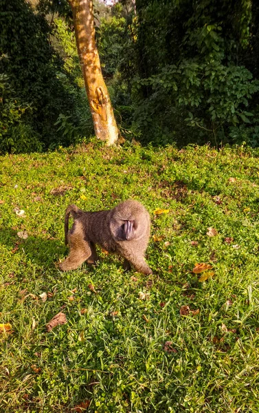 Mono Aire Libre Viajando Por Ruwenzori Durante Día Uganda — Foto de Stock