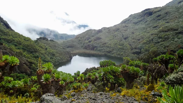 Vista Panorâmica Área Ruwenzori Uganda — Fotografia de Stock