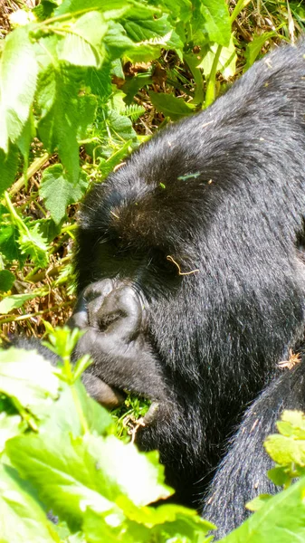 Gorilla Porträt Tagsüber Mit Ruwenzori Unterwegs Uganda — Stockfoto