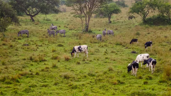 Voyager Jour Par Ruwenzori Ouganda — Photo