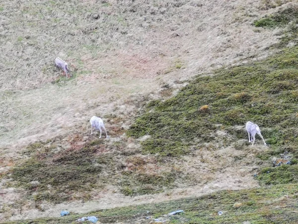 Viajar Por Nordkapp Finnmark Noruega —  Fotos de Stock