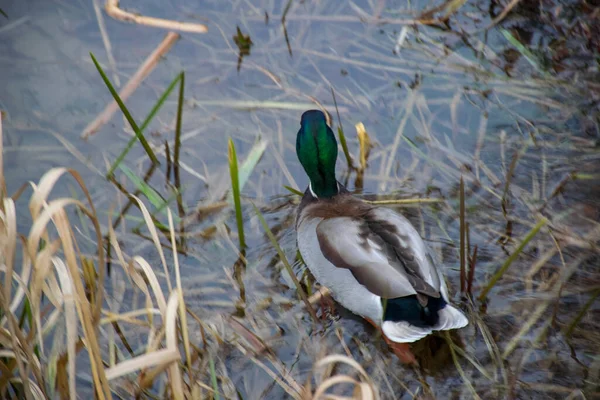 Canard Sauvage Nageant Dans Lac Dans Parc Pendant Journée — Photo