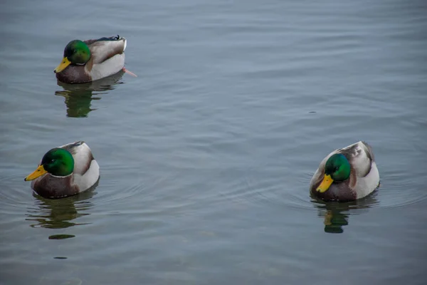 Patos Salvajes Nadando Lago Parque Durante Día — Foto de Stock