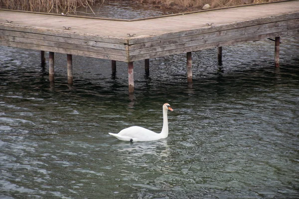 Mooie Witte Zwaan Het Meer — Stockfoto