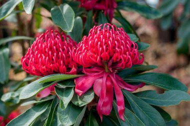 Waratah flowers in a full bloom. New South Wales emblem. Australian native flower