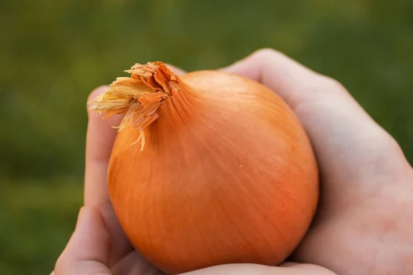 草の生いた緑の背景に茶色の玉ねぎを持つ手。食材を調理する。収穫. — ストック写真