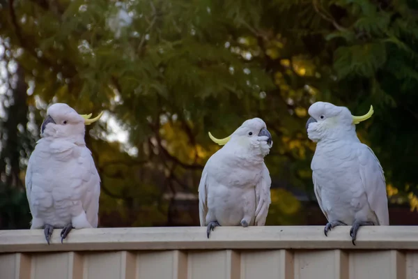 Des cacatoès à crête de soufre assis dans une rangée sur une clôture. Faune urbaine. Visiteurs australiens arrière-cour — Photo