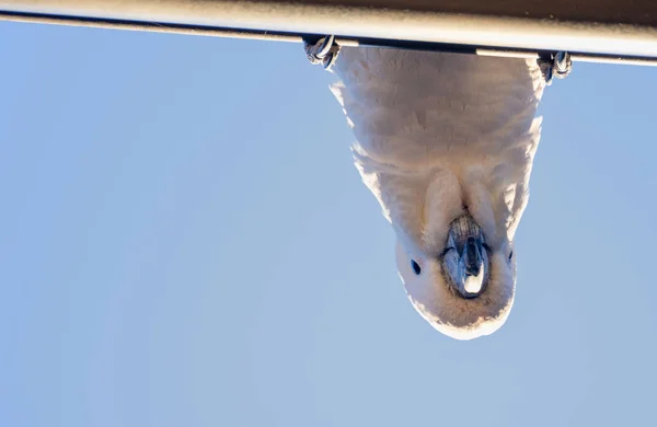 Curious sulphur-crested cockatoo looking down from the roof. Urban wildlife. Backyard visitors. — Stock Photo, Image