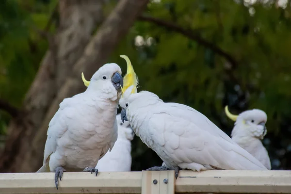 Cacatua con la cresta di zolfo che flirtano su una recinzione. Fauna selvatica urbana. Visitatori cortile . — Foto Stock