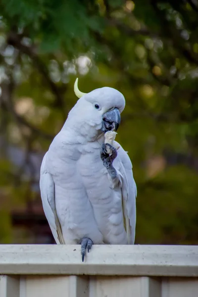 Cacatua de crista de enxofre comendo pão em uma cerca. Vida selvagem urbana. Visitas ao quintal. Não alimente aves e animais selvagens . — Fotografia de Stock