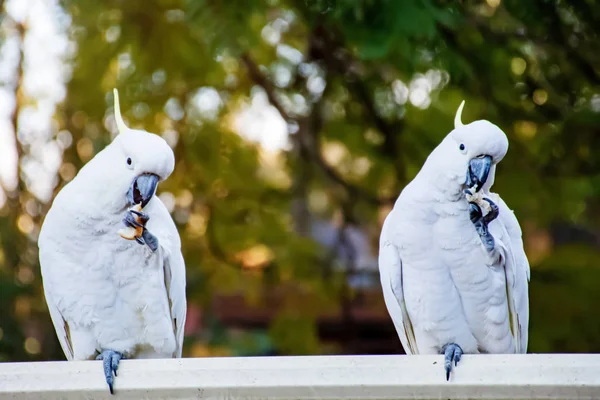 Two sulphur-crested cockatoos eating bread on a fence. Urban wildlife. Backyard visitors. Don\'t feed wild birds and animals.