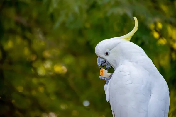 Cacatúa de cresta de azufre comiendo pan. Vida silvestre urbana. Visitantes del patio trasero. No alimentes a aves y animales salvajes . —  Fotos de Stock