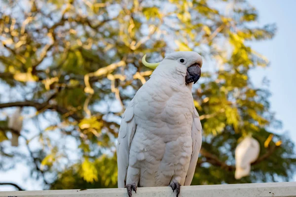 硫磺的鹦鹉在栅栏上的座位。城市野生动物。澳大利亚后院游客 — 图库照片