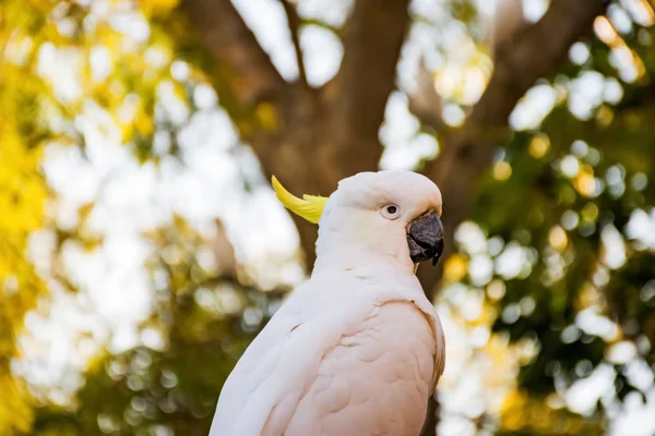 Sulphur-crested cockatoo close up. Urban wildlife. Australian backyard visitors — Stock Photo, Image