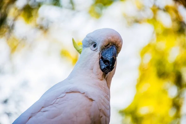 Kükürt tepeli kakadu yakın. Kentsel vahşi yaşam. Avustralya arka bahçe ziyaretçileri — Stok fotoğraf