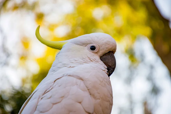 Cacatúa de cresta de azufre de cerca. Vida silvestre urbana. Visitantes australianos —  Fotos de Stock