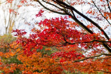 Sonbahar sezonu. Japon kırmızı akçaağaç ağacı arka plan