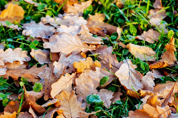 Brown oak hoar leaves with some dew drops on green grass. Fall season. Frosty morning. — Stock Photo, Image