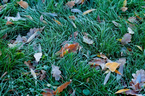 Colorful autumn leaves on green grass background — Stock Photo, Image