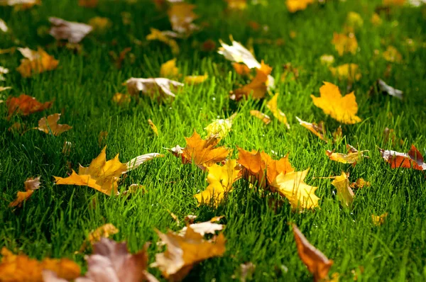 Colorful autumn maple leaves on green grass background — Stock Photo, Image