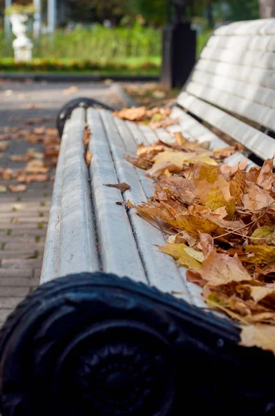 Fall season in the park. Yellow maple leaves on white garden bench. Selective focus — Stock Photo, Image